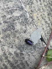 Protaetia cuprea obscura