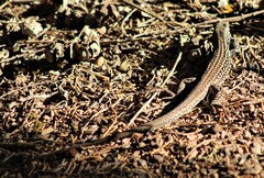 Aspidoscelis sonorae