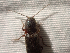 Melanotus longulus oregonensis