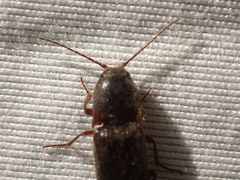 Melanotus longulus oregonensis