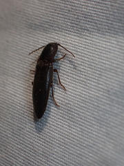 Melanotus longulus oregonensis