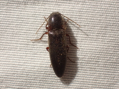 Melanotus longulus oregonensis