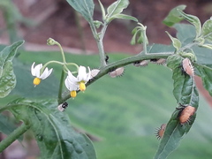 Enchenopa squamigera