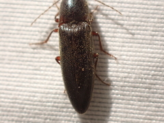 Melanotus longulus oregonensis