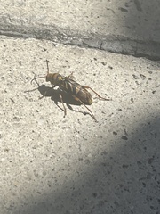 Xylotrechus chinensis