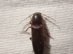 Melanotus longulus oregonensis