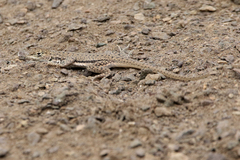 Microlophus thoracicus