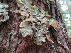 Platismatia norvegica