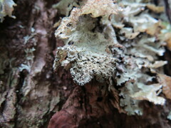 Platismatia norvegica