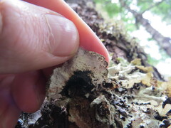 Platismatia norvegica