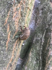 Platypleura kaempferi