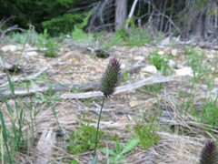 Phleum alpinum