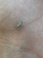 Macaroeris nidicolens