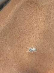 Macaroeris nidicolens