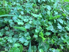 Hydrocotyle ramiflora