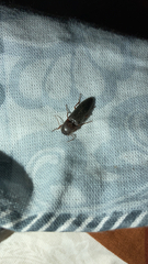 Elaterini