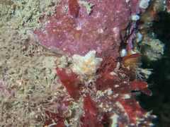 Asterina phylactica