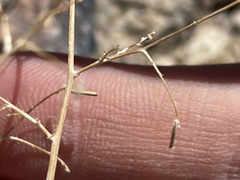 Chorizanthe brevicornu