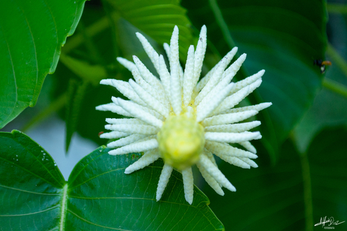 Hura polyandra