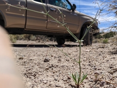 Oxytheca dendroidea dendroidea