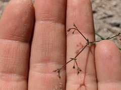 Oxytheca dendroidea dendroidea