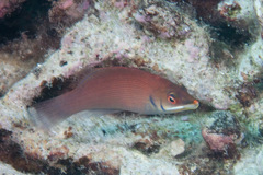 Disappearing Wrasse photo 4