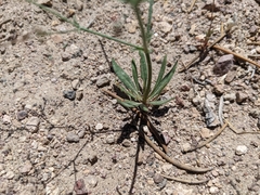 Oxytheca dendroidea dendroidea