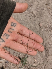 Oxytheca dendroidea dendroidea