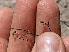 Oxytheca dendroidea dendroidea