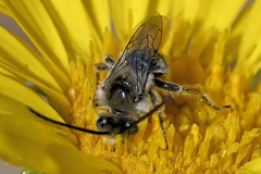 Melissodes microstictus