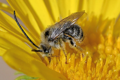 Melissodes microstictus