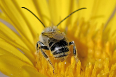 Melissodes microstictus