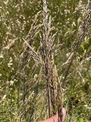 Deschampsia cespitosa holciformis