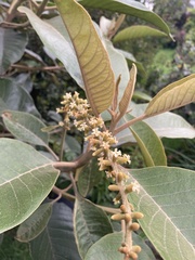 Citharexylum subflavescens