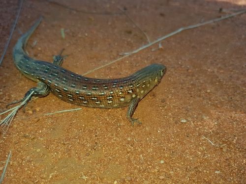 Leopard Ctenotus