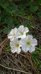 Acleisanthes