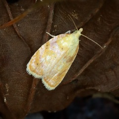 Acleris curvalana