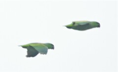 Graydidascalus brachyurus