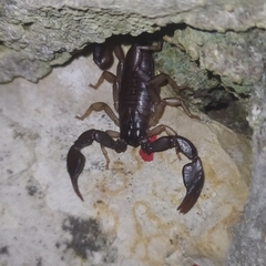 Euscorpius mingrelicus