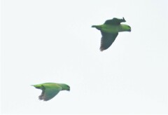 Graydidascalus brachyurus