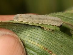 Phymatocera