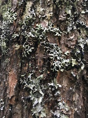 Hypogymnia rugosa