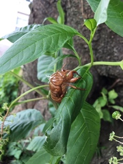 Graptopsaltria nigrofuscata