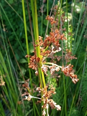 Juncus effusus solutus