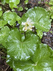 Caltha biflora