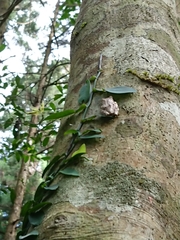 Kurixalus eiffingeri
