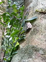 Kurixalus eiffingeri