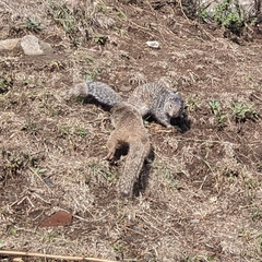 Otospermophilus variegatus