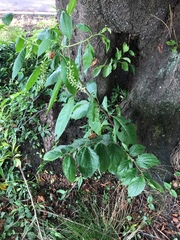 Graptopsaltria nigrofuscata