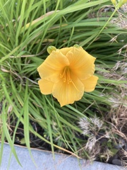 Hemerocallis